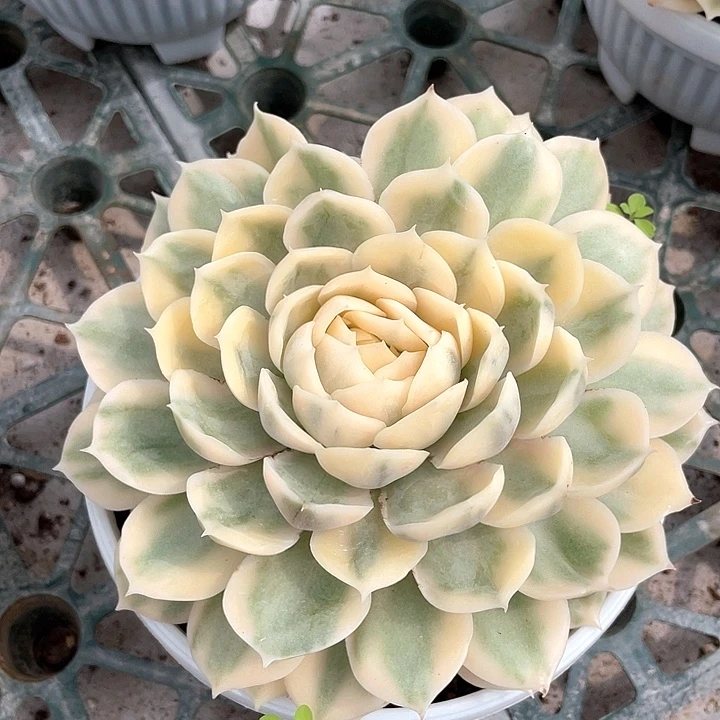 昂斯诺白覆伦锦一物一拍