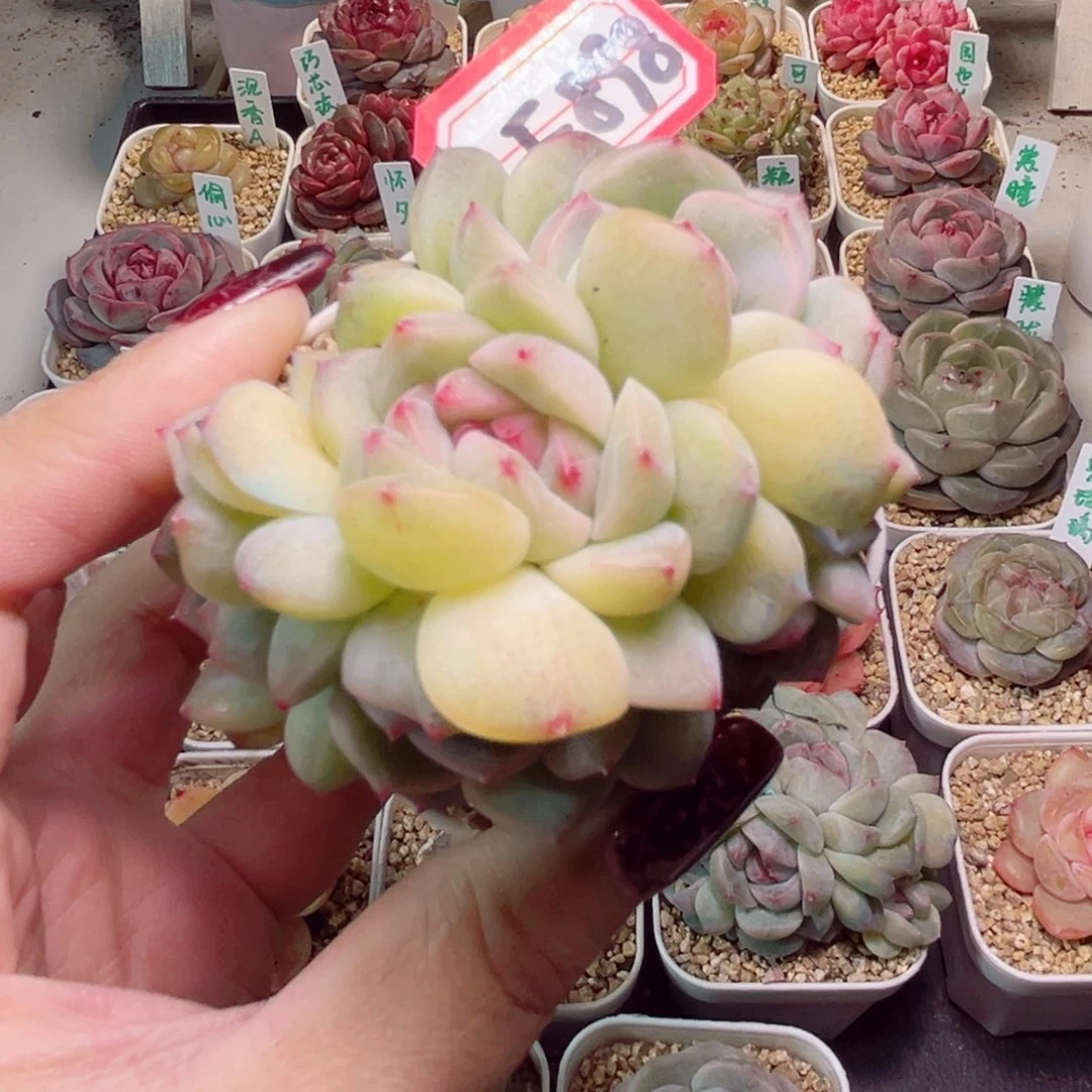 炫**乔F898一物一拍 梦境