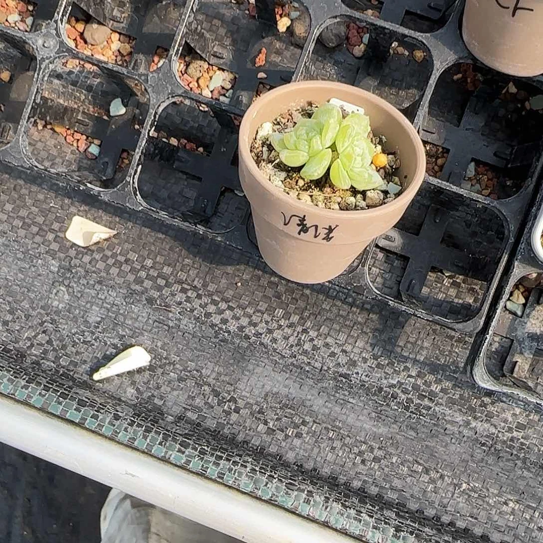 清浅盆一个满25包邮