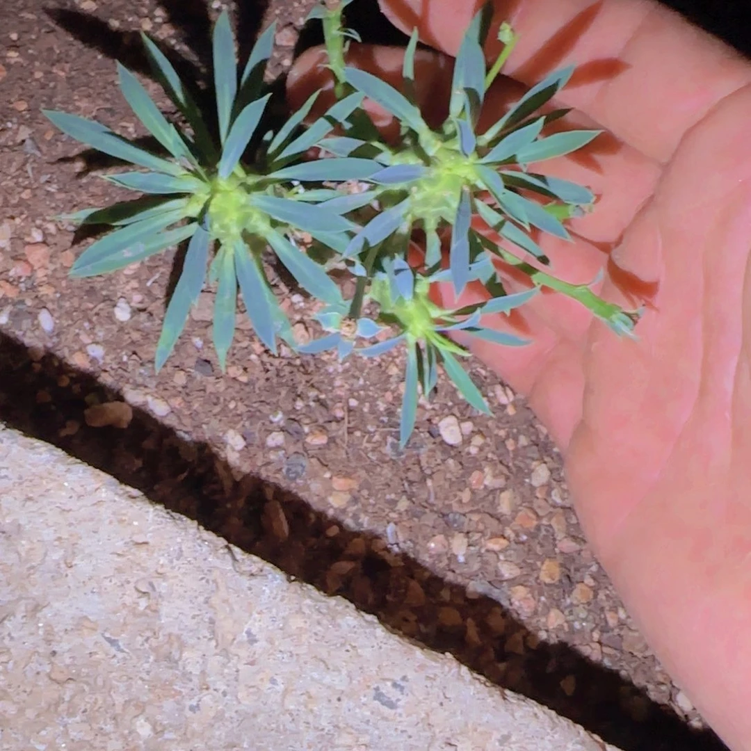 M***n块根植物块根植物