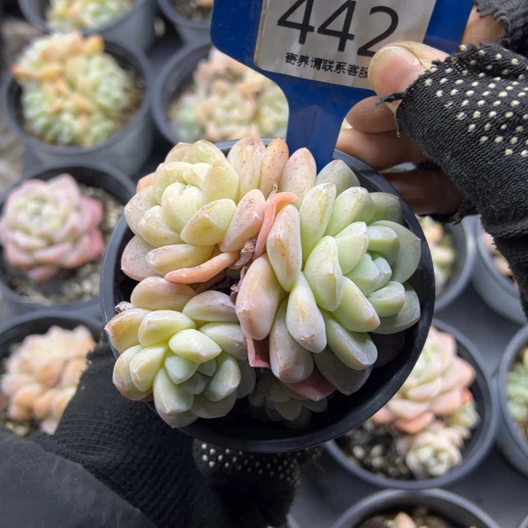 红陶442号多肉植物