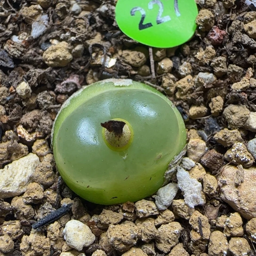 拉登1.5+多肉植物227