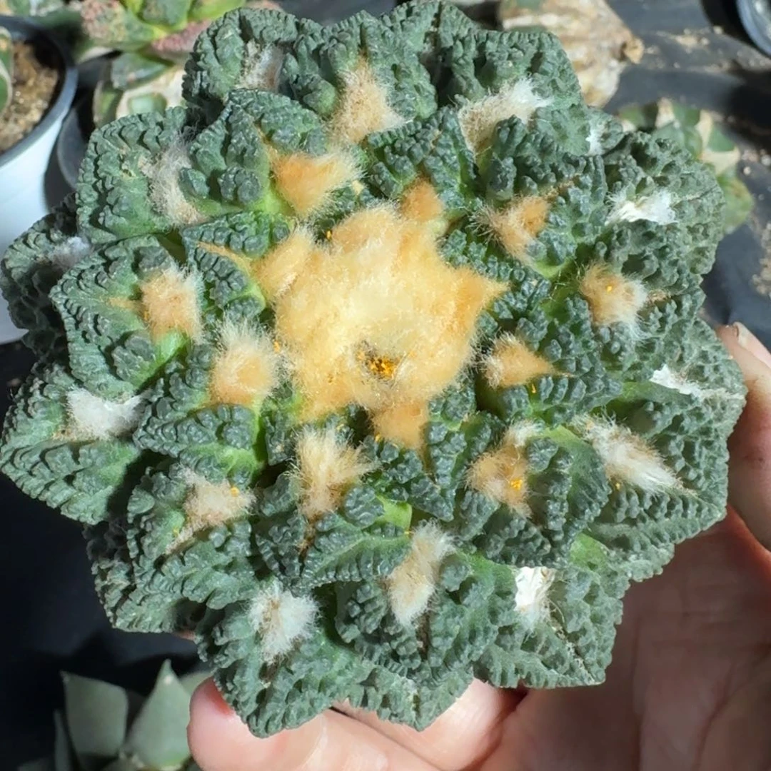 【闪购商品】欧系金毛辛顿苗接