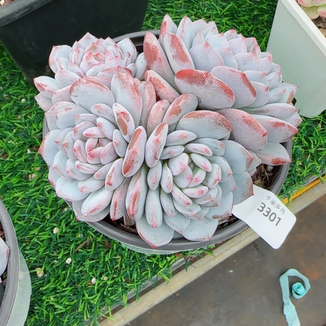 星星橙，3301多肉植物