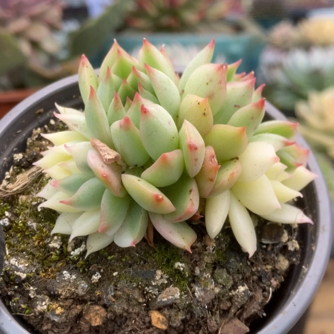 336加勒比海蓝锦锦锦锦