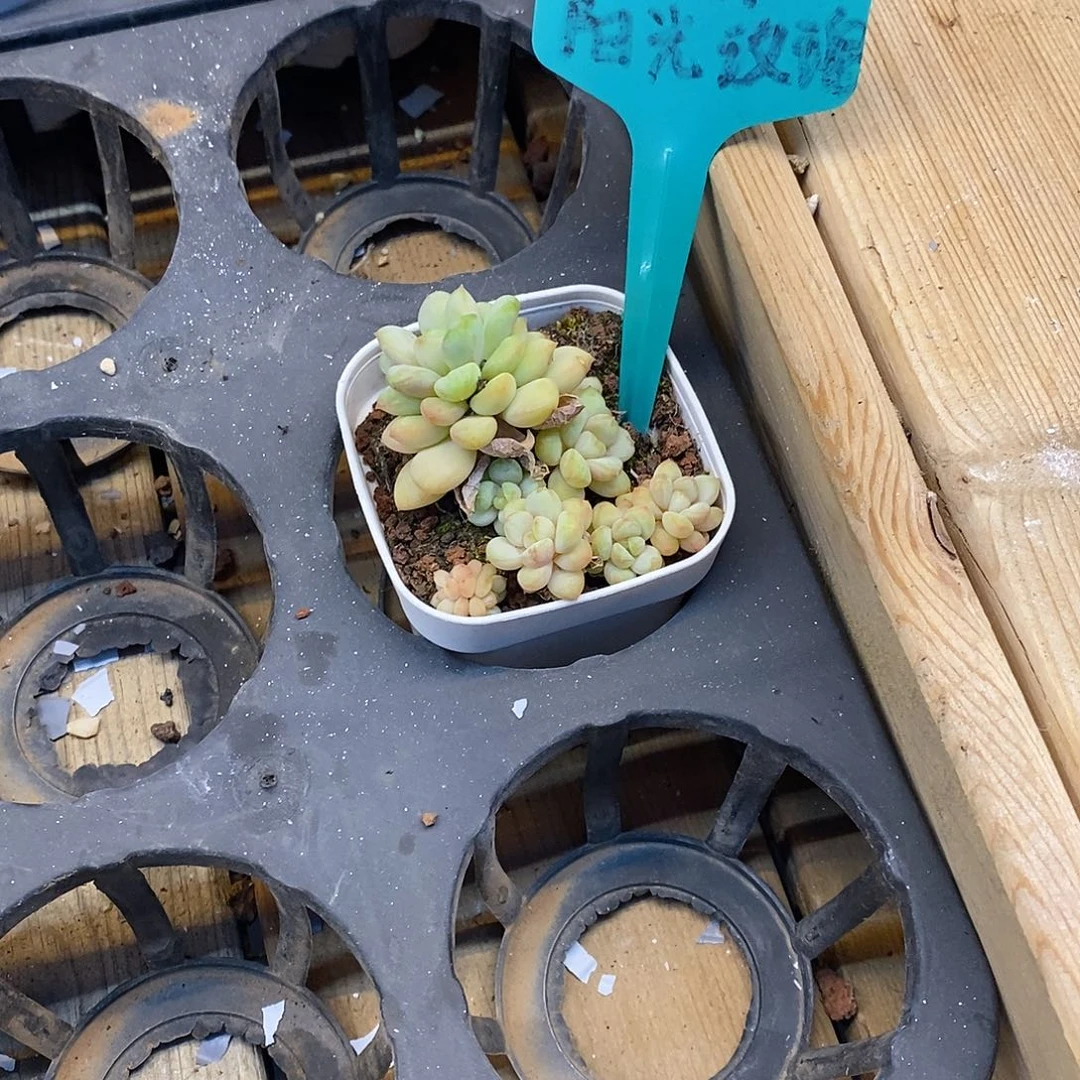 小阳光玫瑰，福利多多