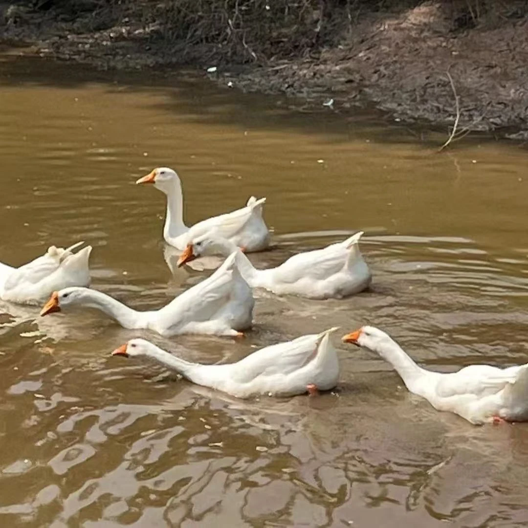 四川遂宁本地散养土白鹅大白鹅稻田鹅水鹅