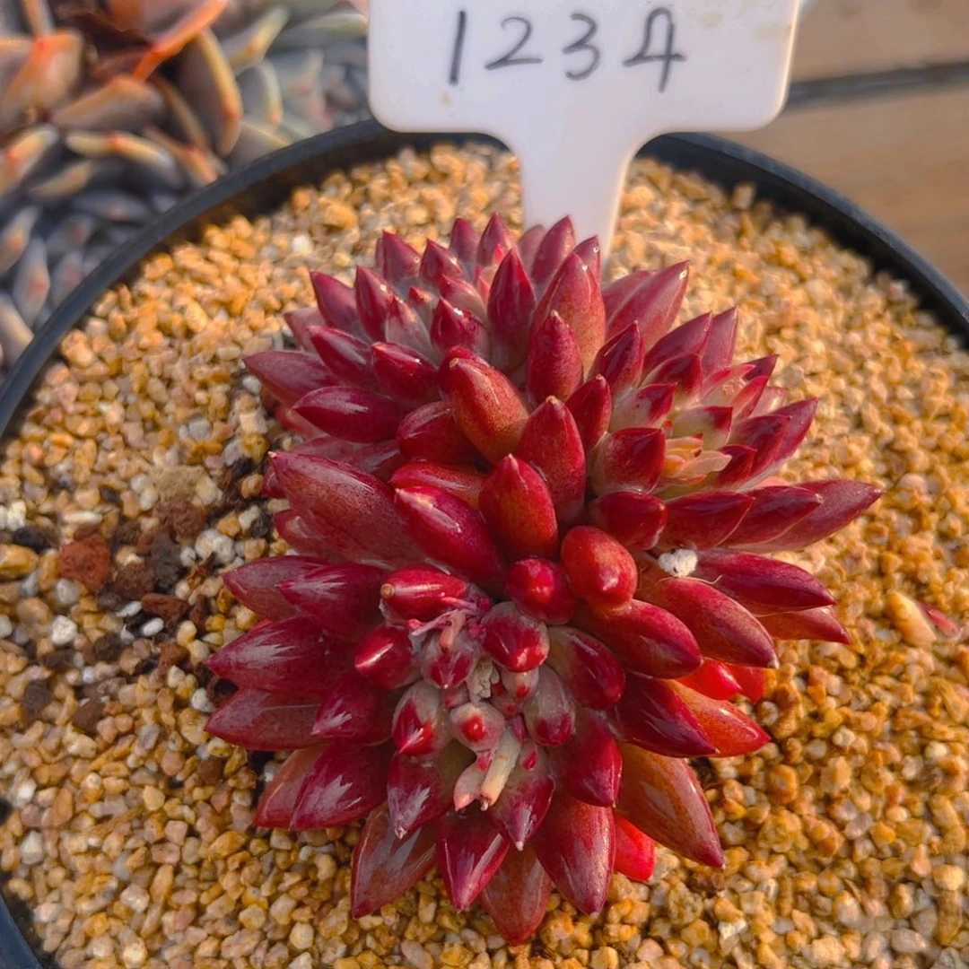 我****吗三头虞美人1234号