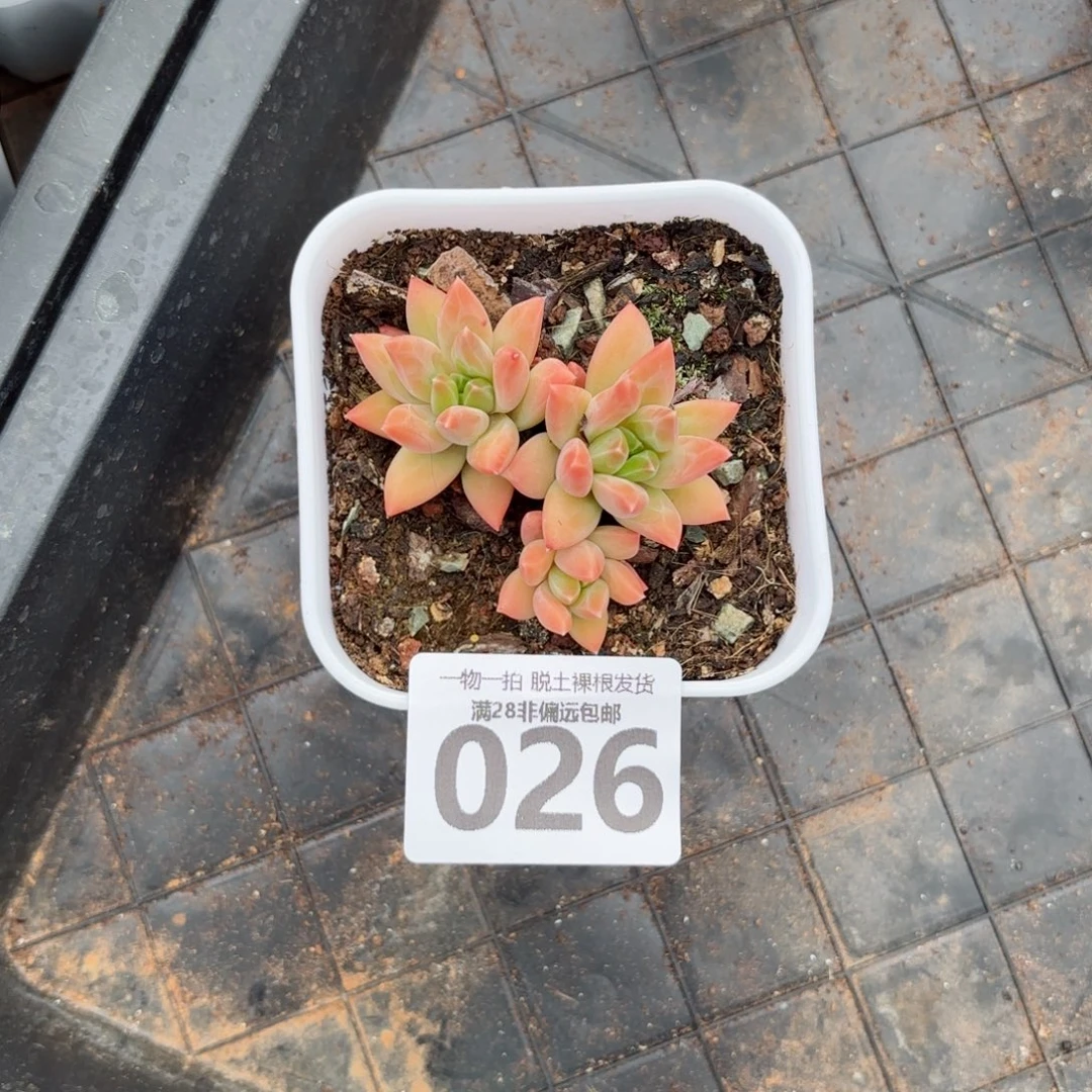 陨石老桩无盆土发货