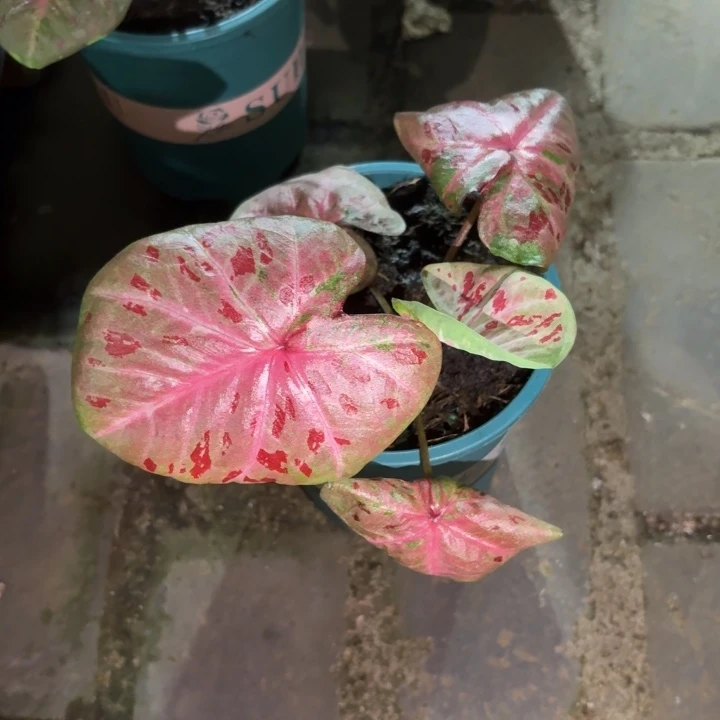 芭提雅泰国彩叶芋27-0819