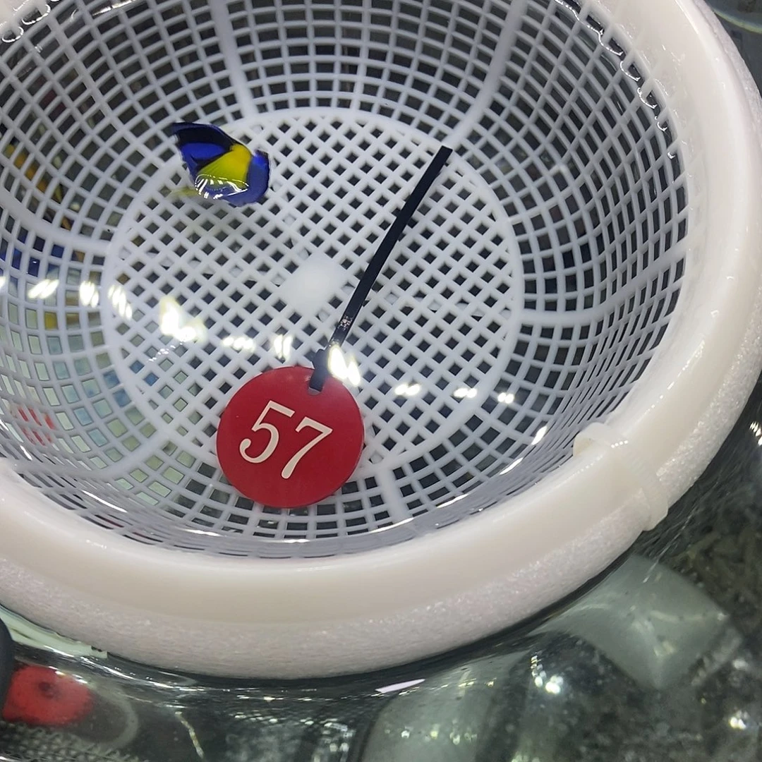 海水鱼蓝调6cm号码57