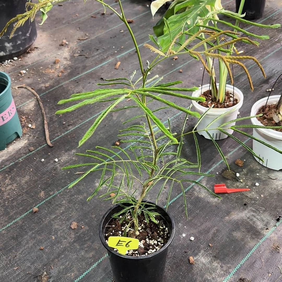 无花朵曼**M猴子福利E6