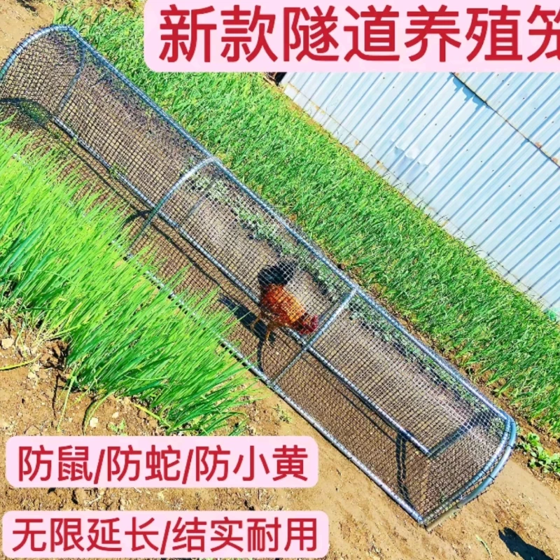 离地式养鸡笼跑道鸡舍鸡跑道无限延长方便打扫没有味道