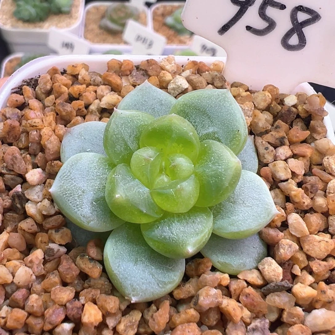 958号星楼 晗雨多肉