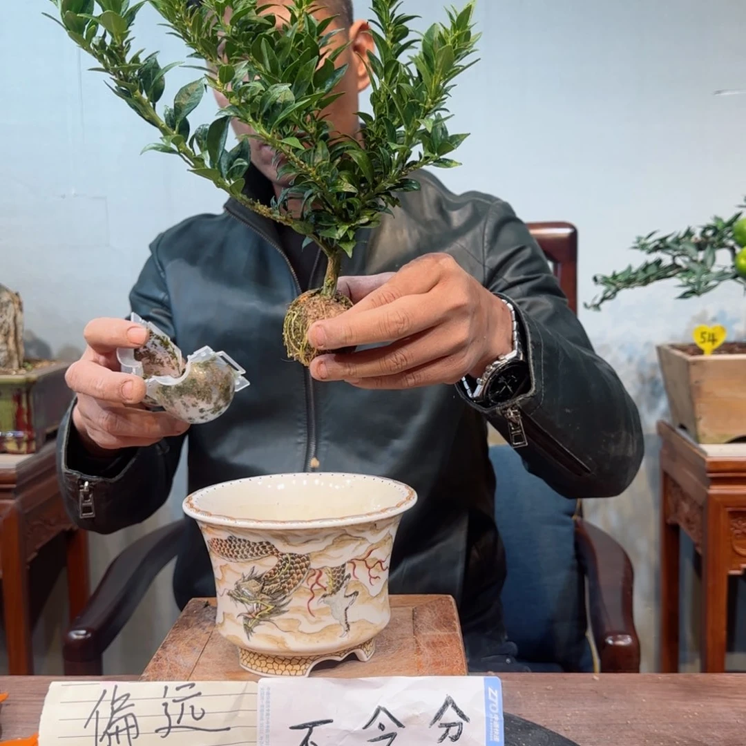 当前无花朵，栽培后可花朵南****柿