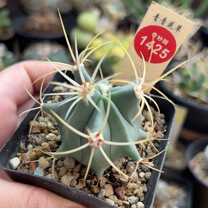 实生花刺春楼一棵仙人球
