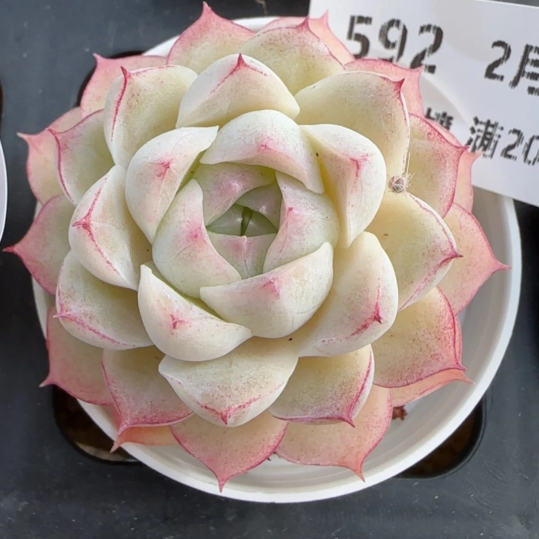 花语逸镜0208-592