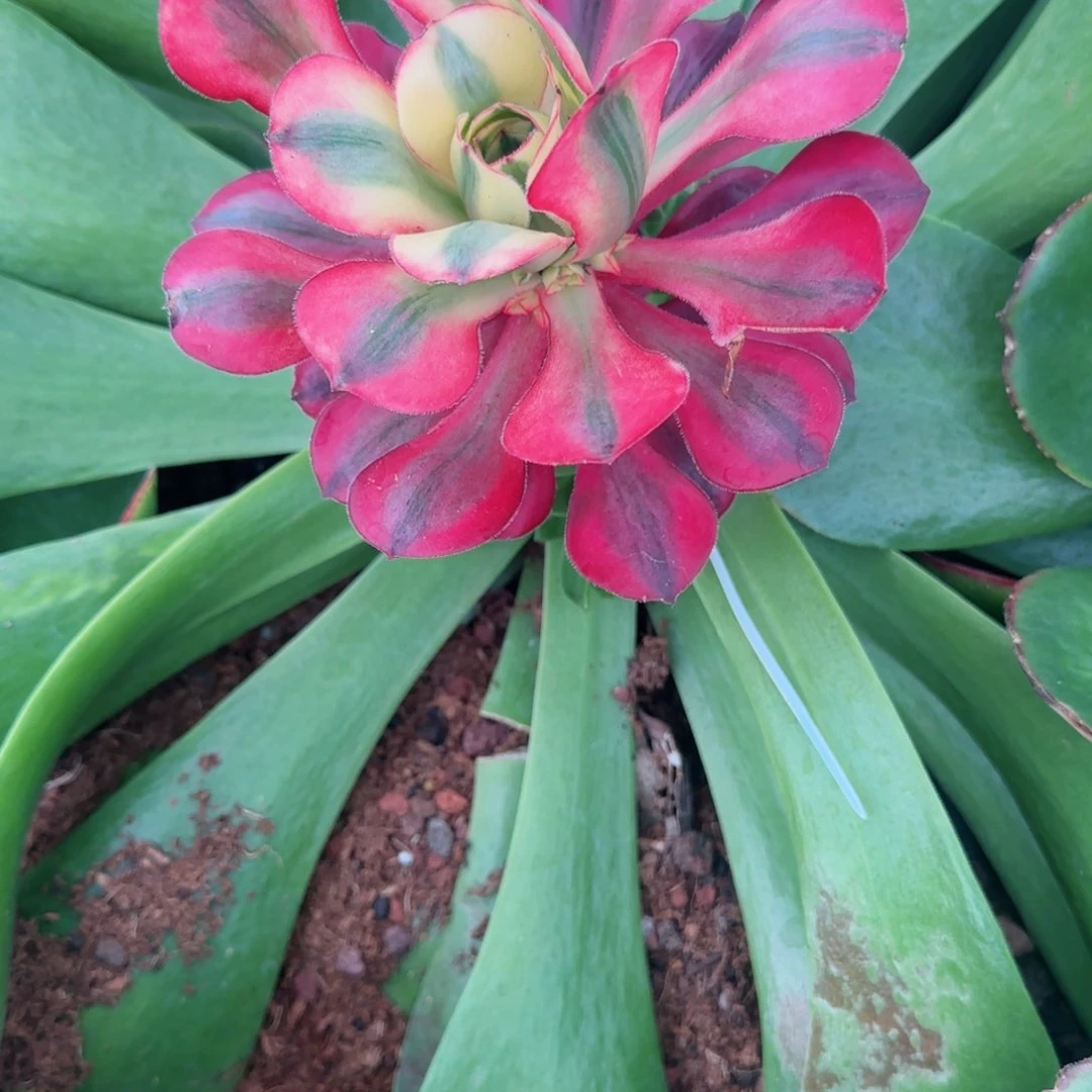 怒*?爱丽丝预售秋天发货