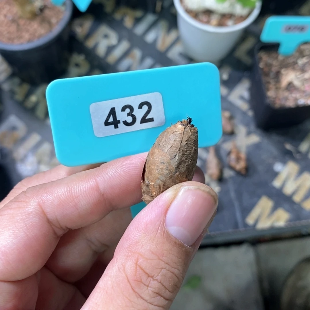 肾叶杨奎多肉植物