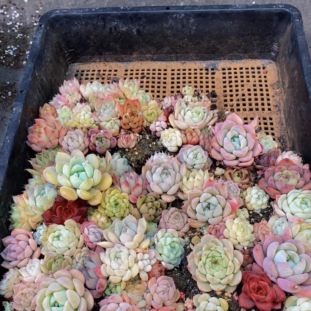 081的人都是这样吗。我