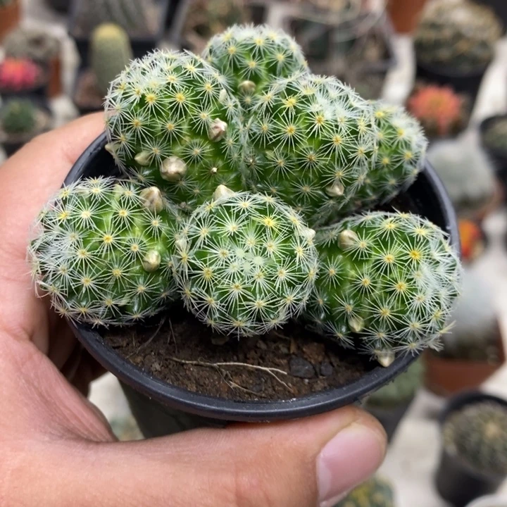实生吉赛尔群特价
