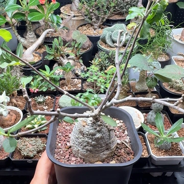 火星人 566 仙人球