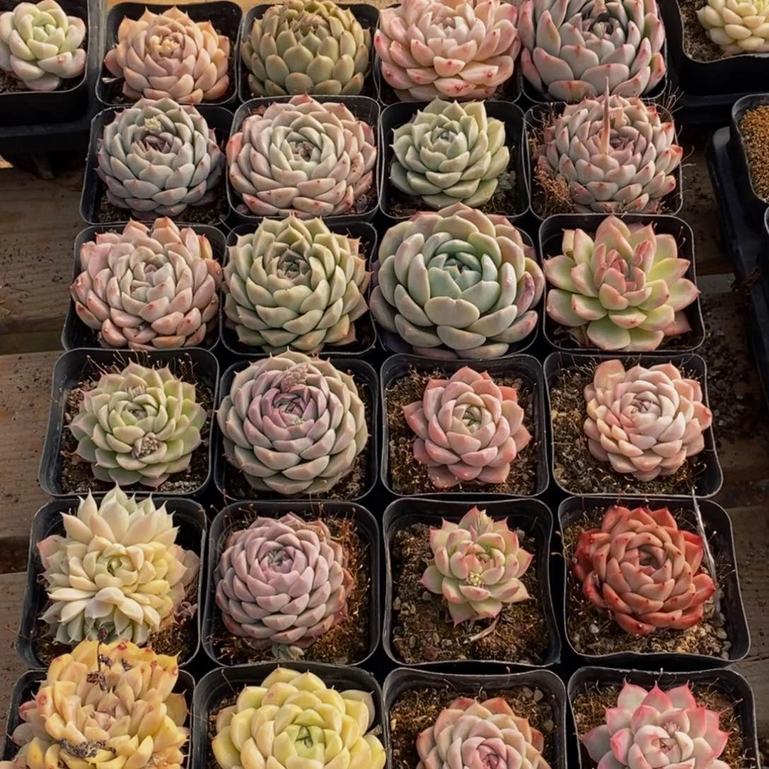 706的人生态度就是这样