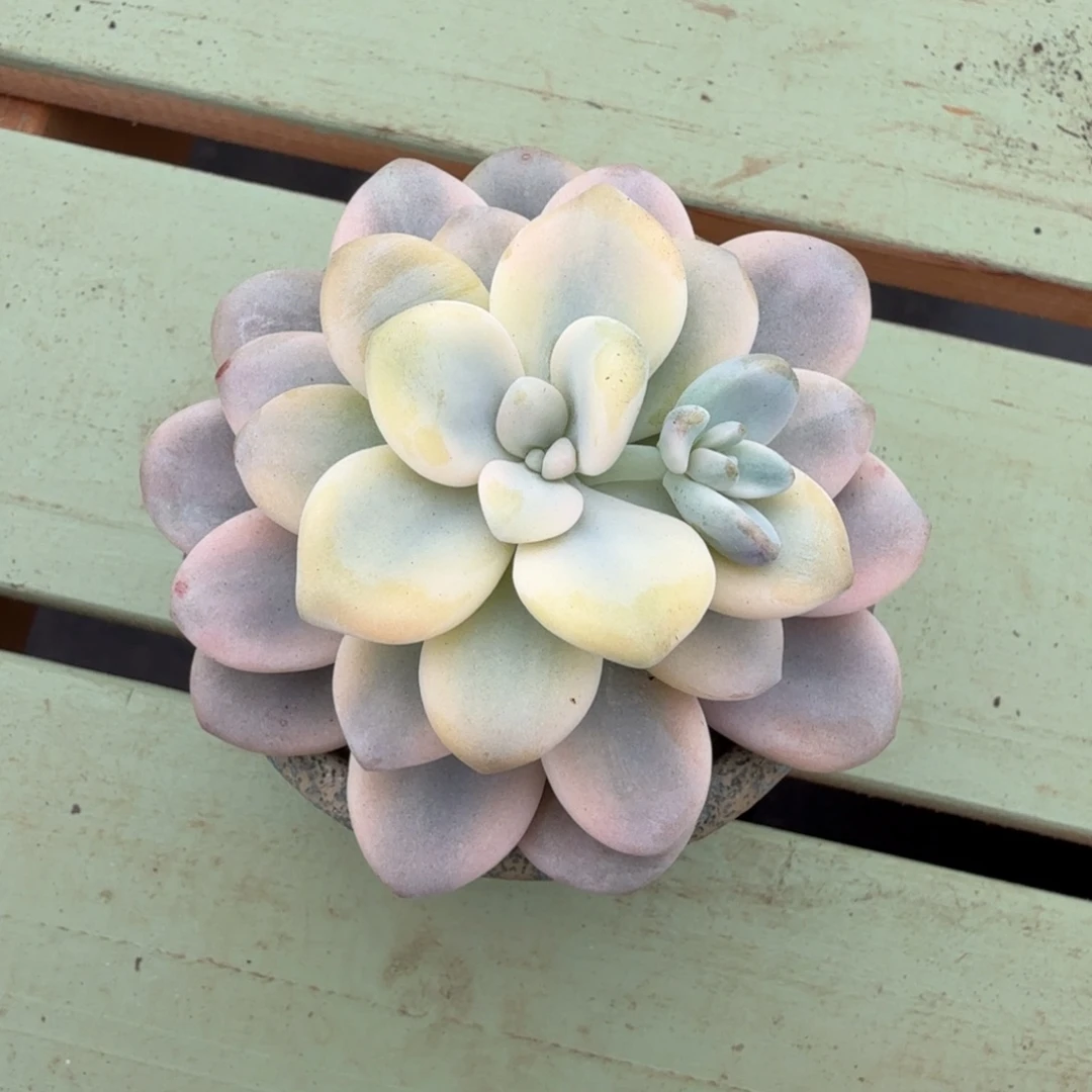 洛神锦锦上园艺一物一拍