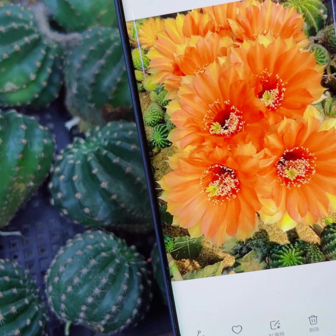 下91彩草彩虹歪无根侧芽4公分左右20包邮