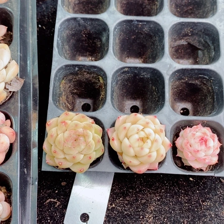 92-662多肉多肉多肉多肉多肉