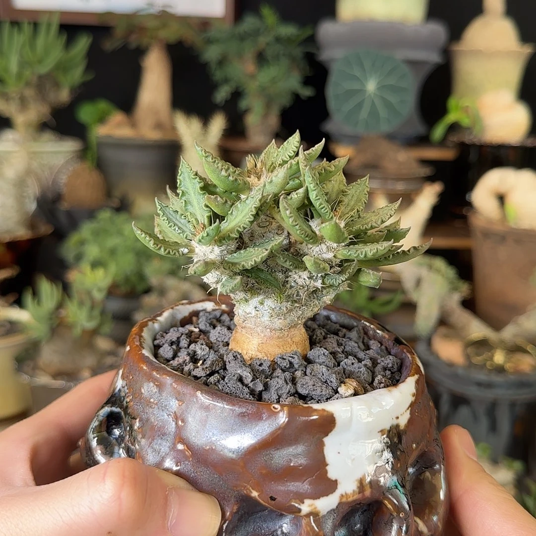 一物一拍图拉大戟290