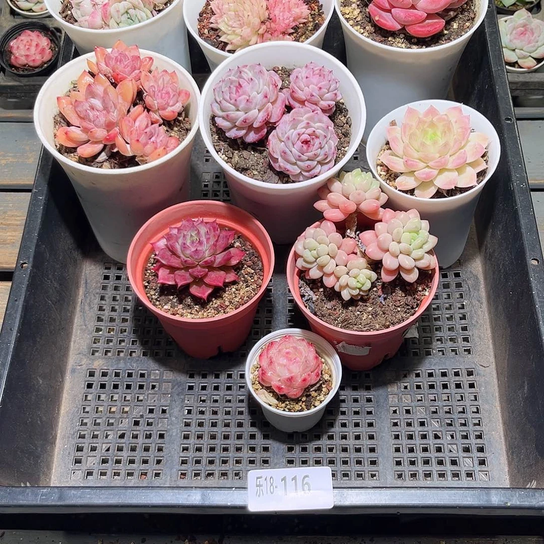 木乐18-116框拍9颗