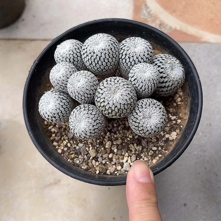 无花朵精巧殿大群一物一拍