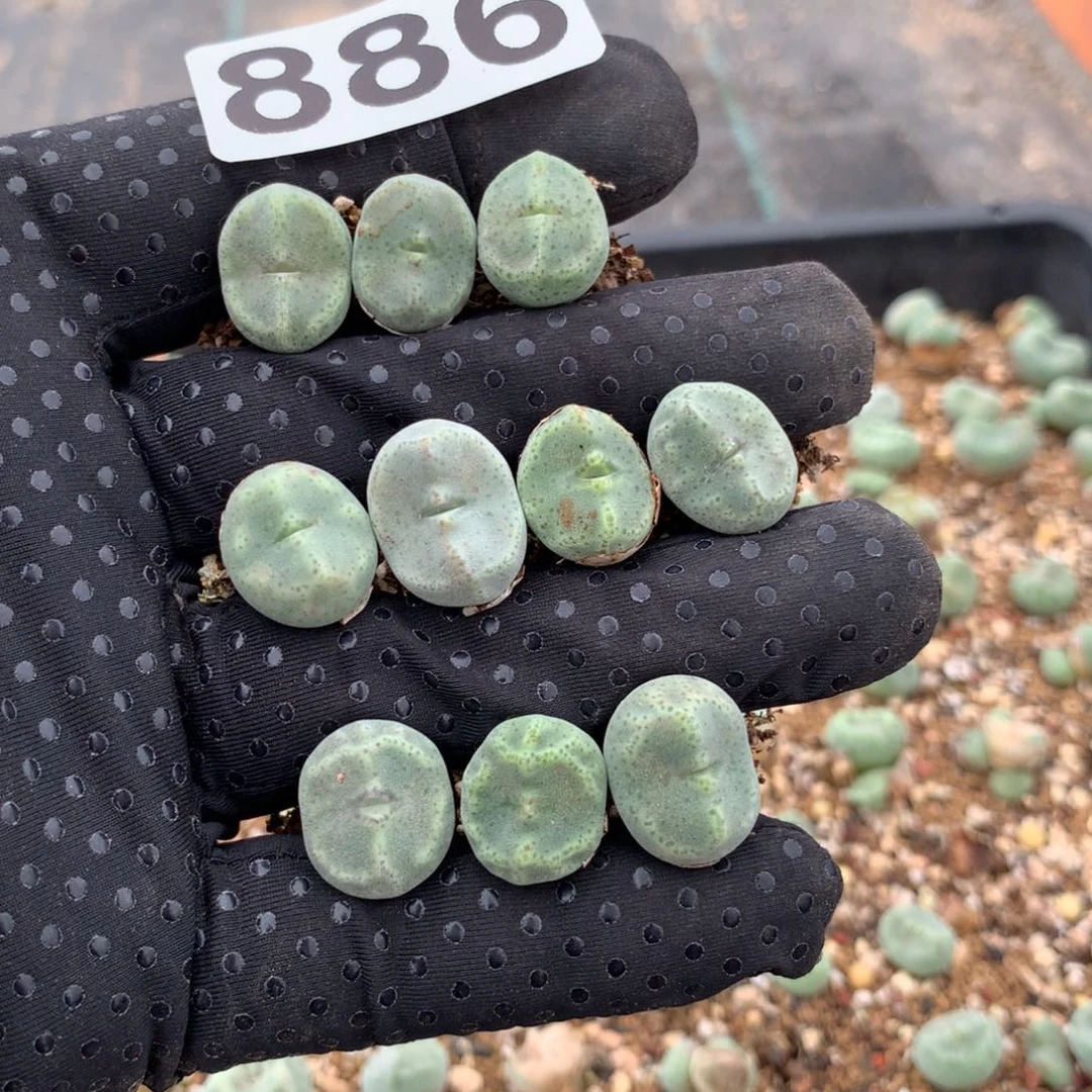 景*?886鬼脸绿豆糕10颗