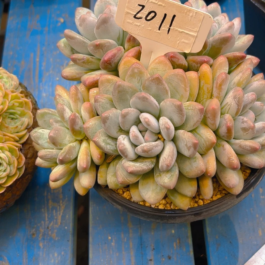 幸***福香水2011号一物一拍