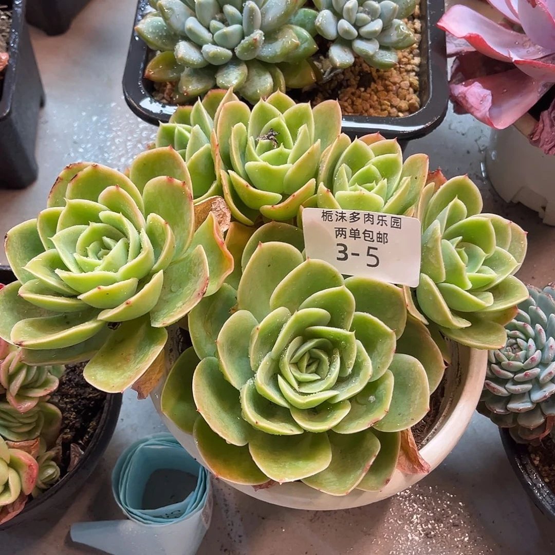 3-5星娜塔多肉植物