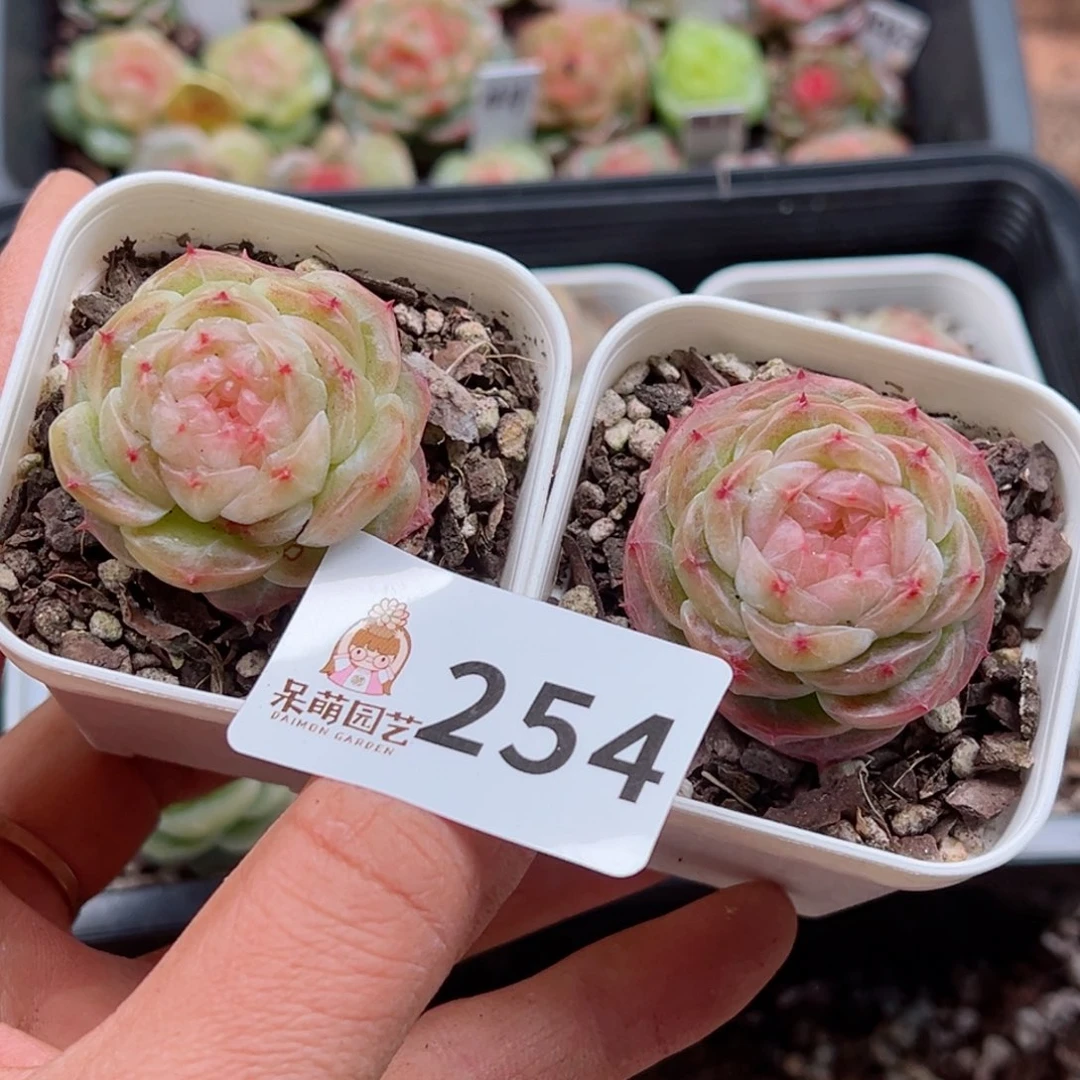 多肉植物多肉植物