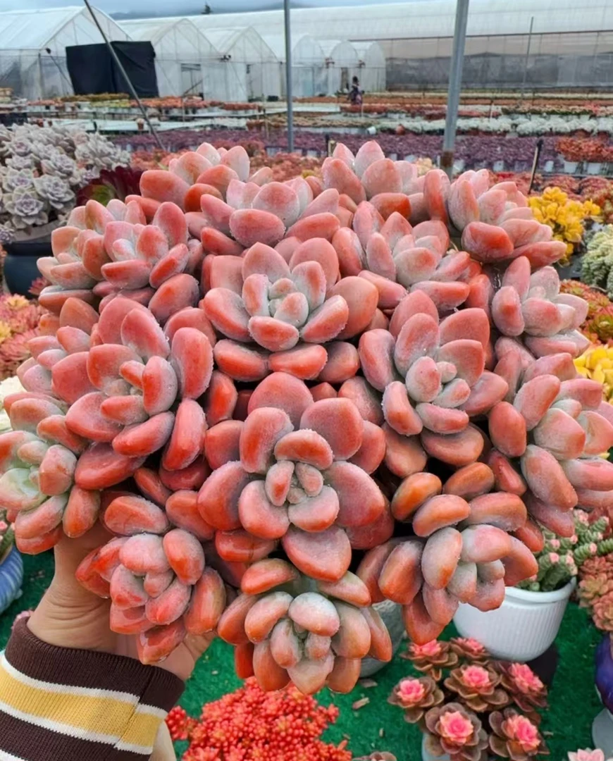 X红洛神 新手好养 多肉盆栽