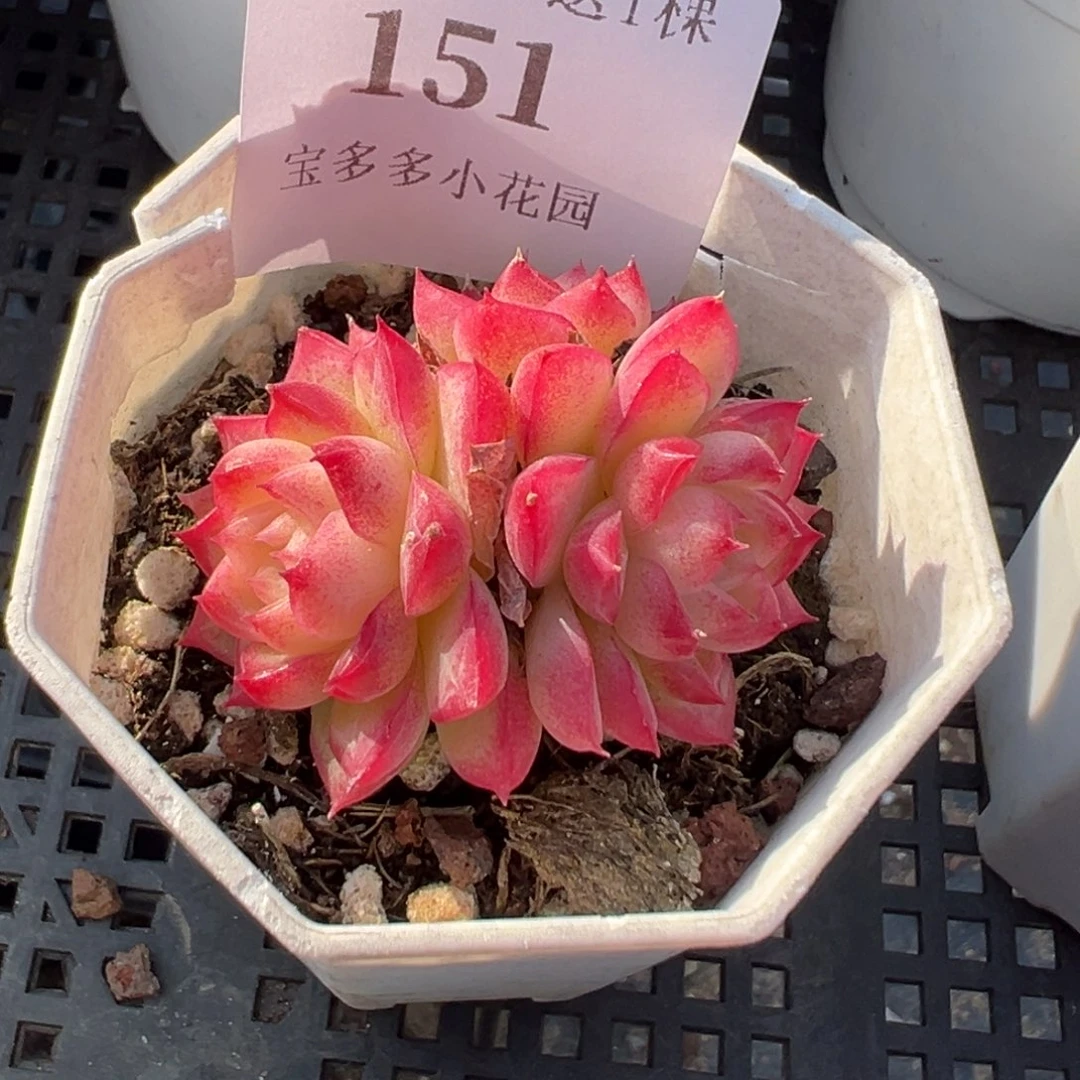 151号女王三头群一物一拍满18包邮满26送一颗多肉