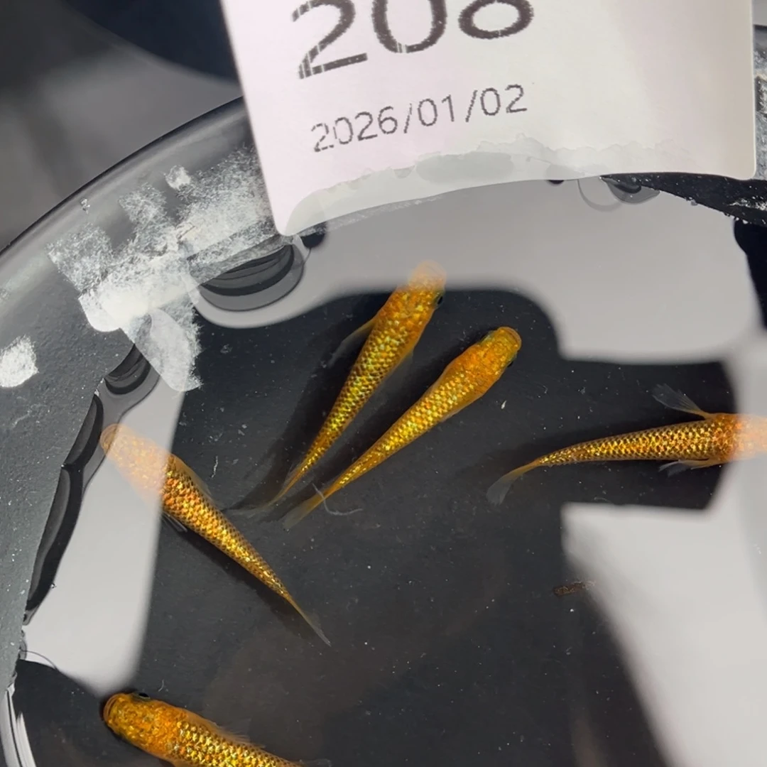 青鳉鱼208阳光五尾