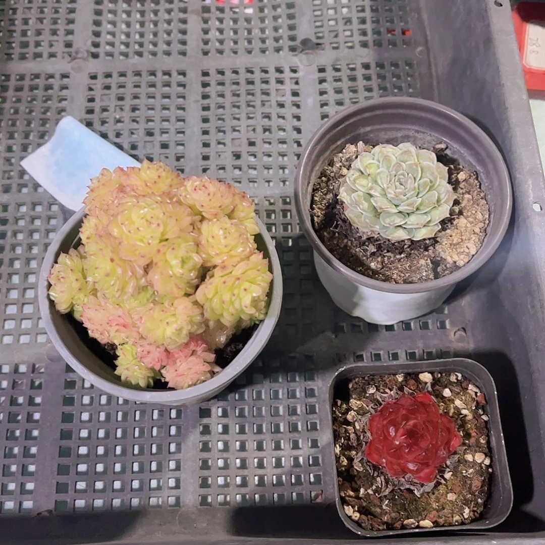 多肉香特珍妮多头