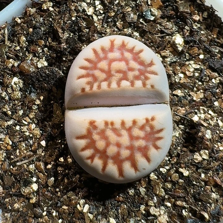 生石花115558。  15