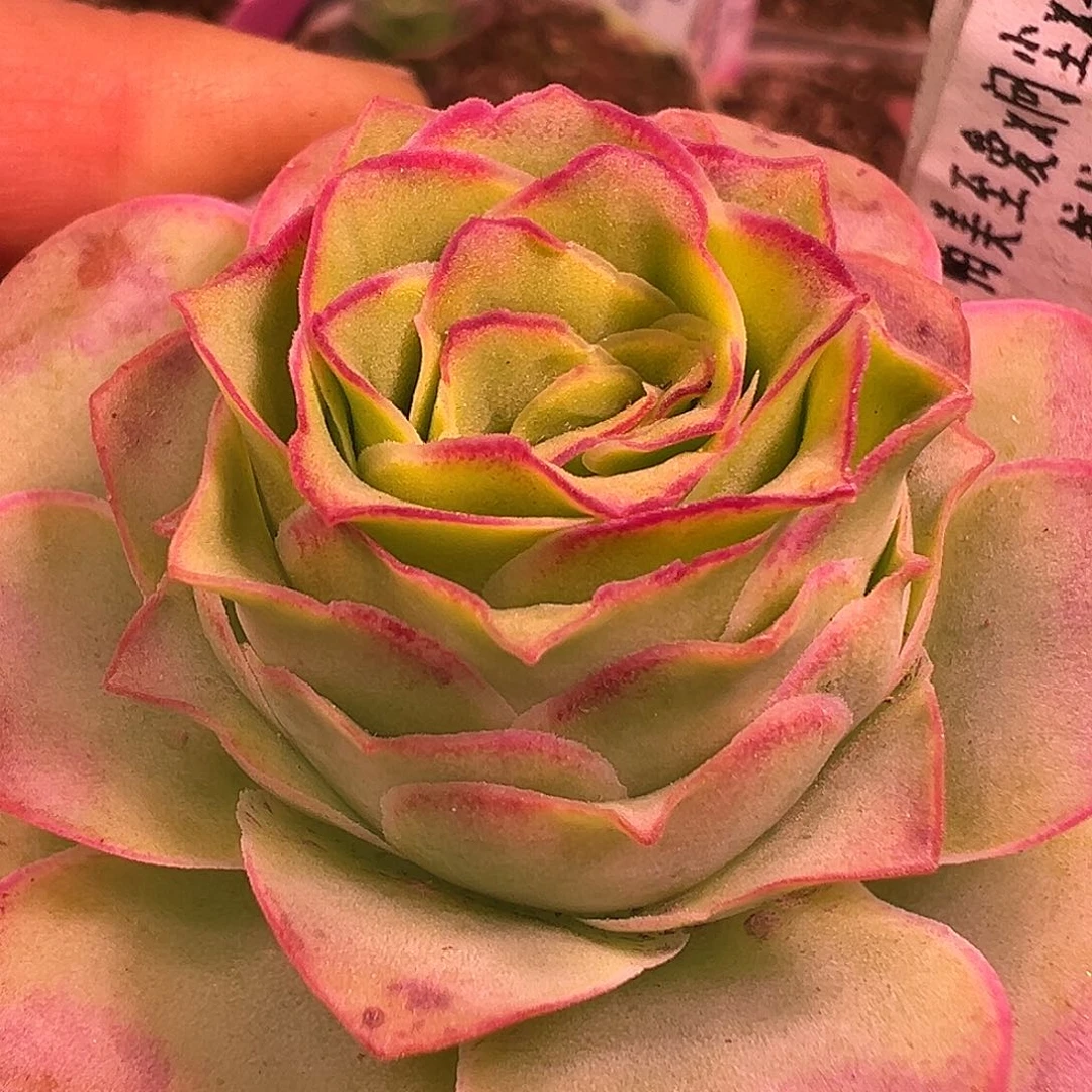 糖糖514 夏吟 艳丽宽边