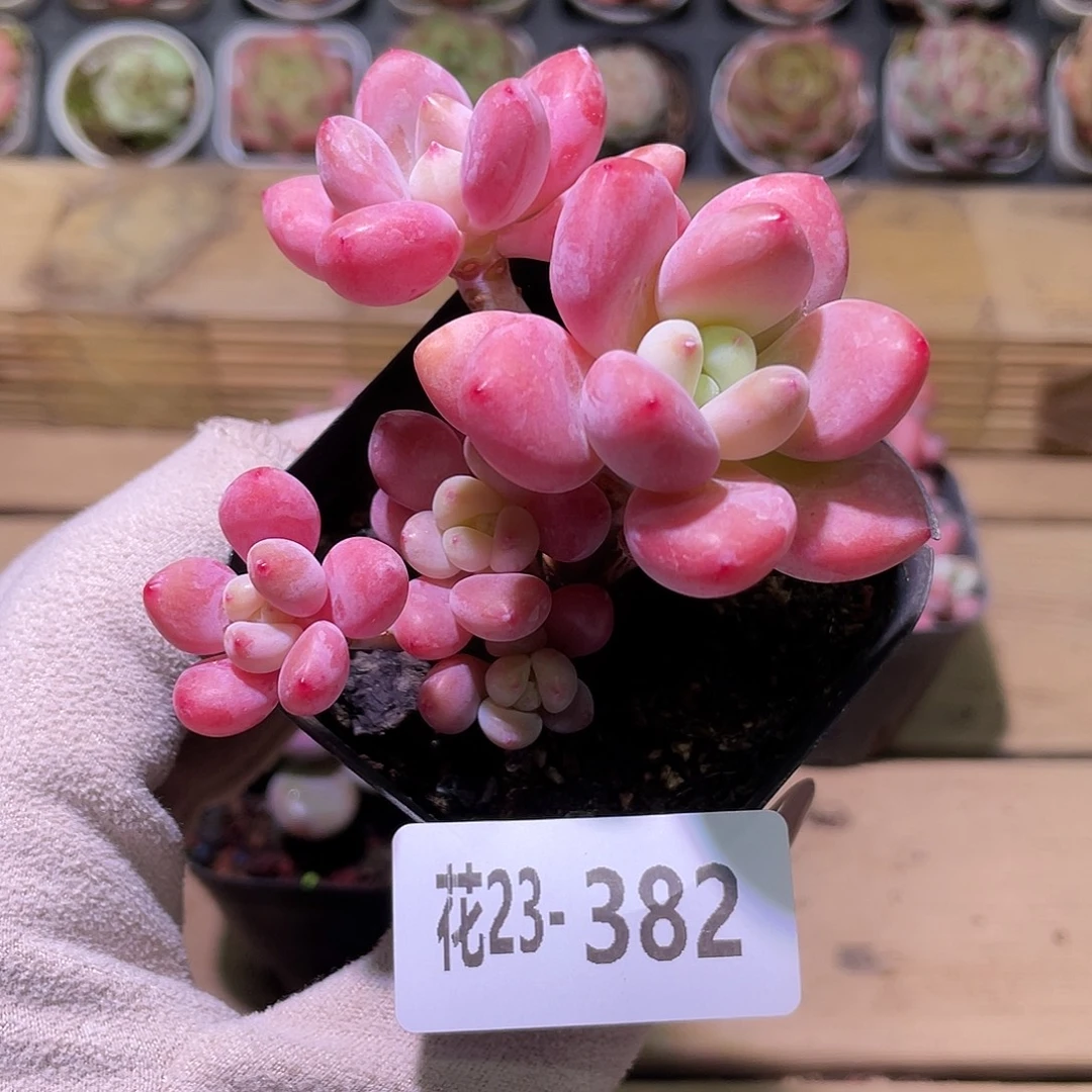 花利美23-382洛神