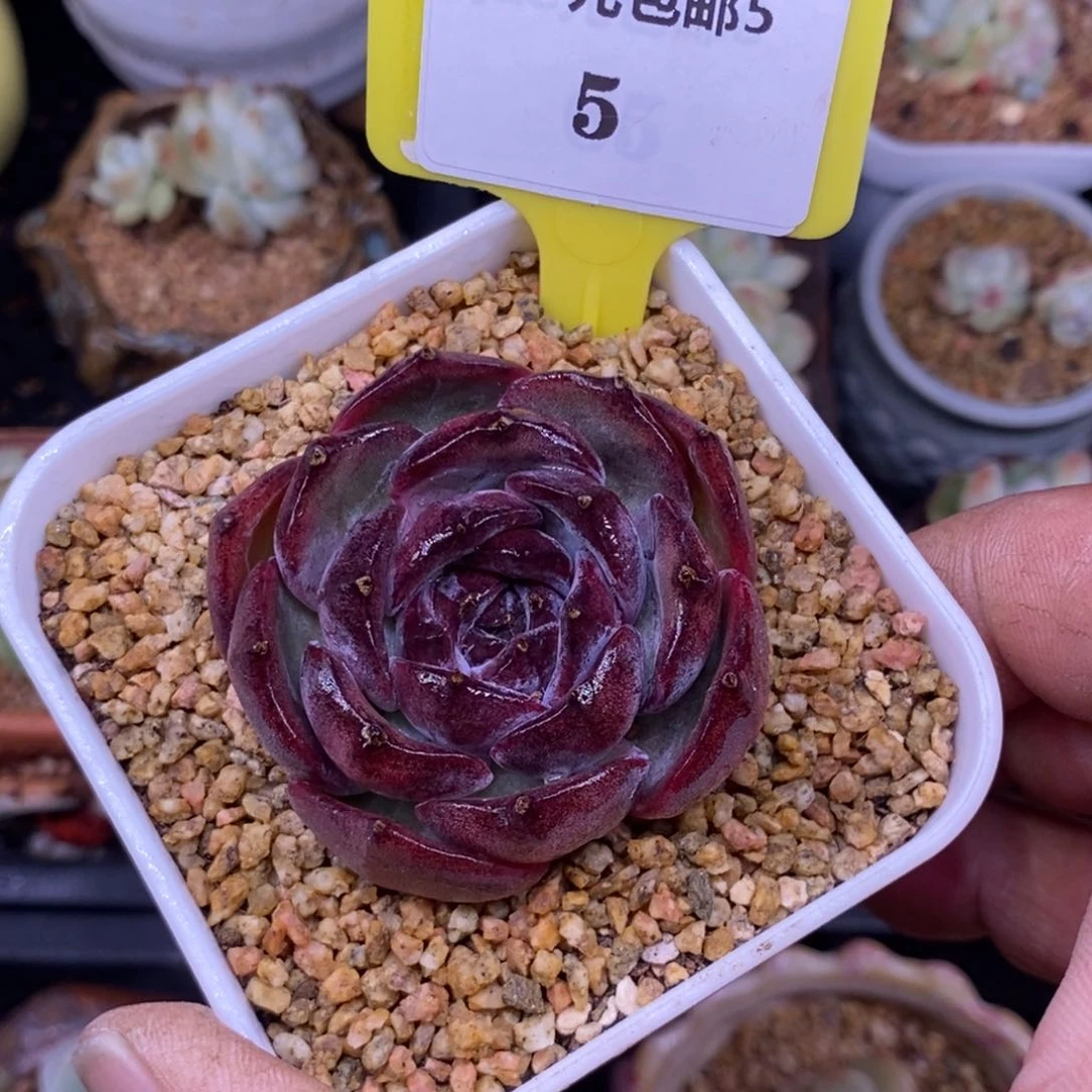 ?****倩55黑橙子多肉植物