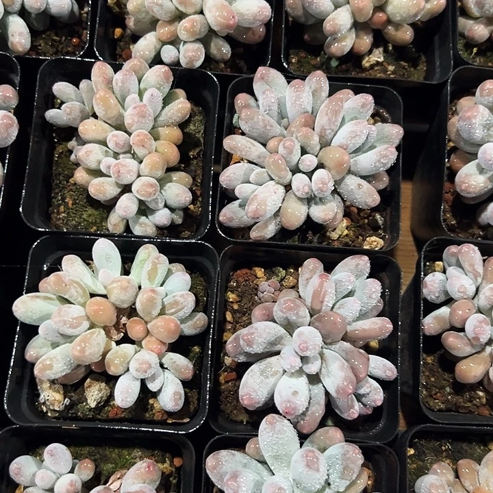 汤圆锦    叶插群