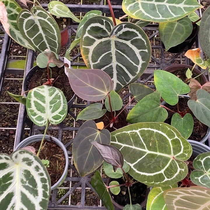 完全开放7 号88一筐脱盆发货