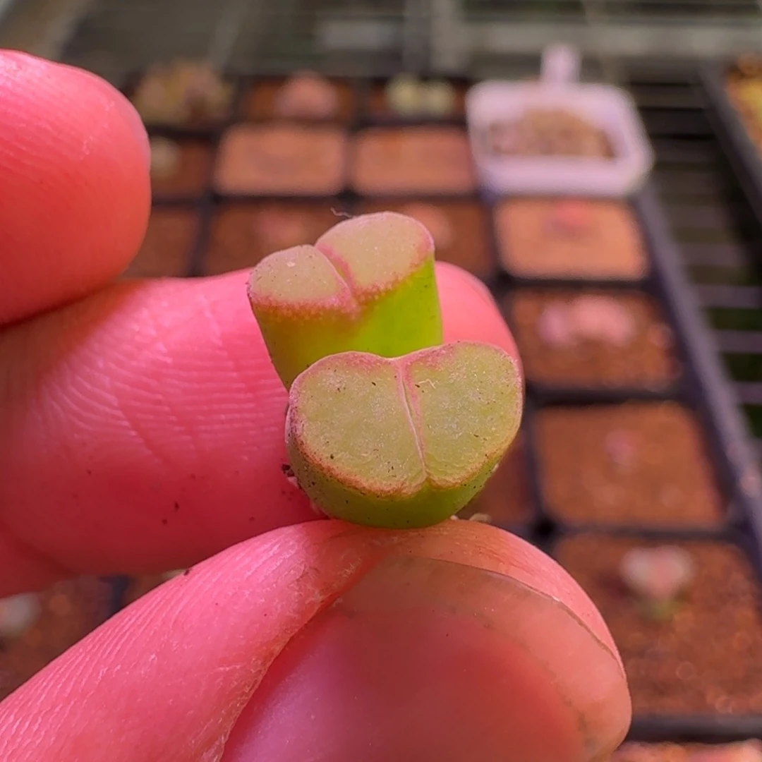 云缦精品番杏21.18 粉女双头