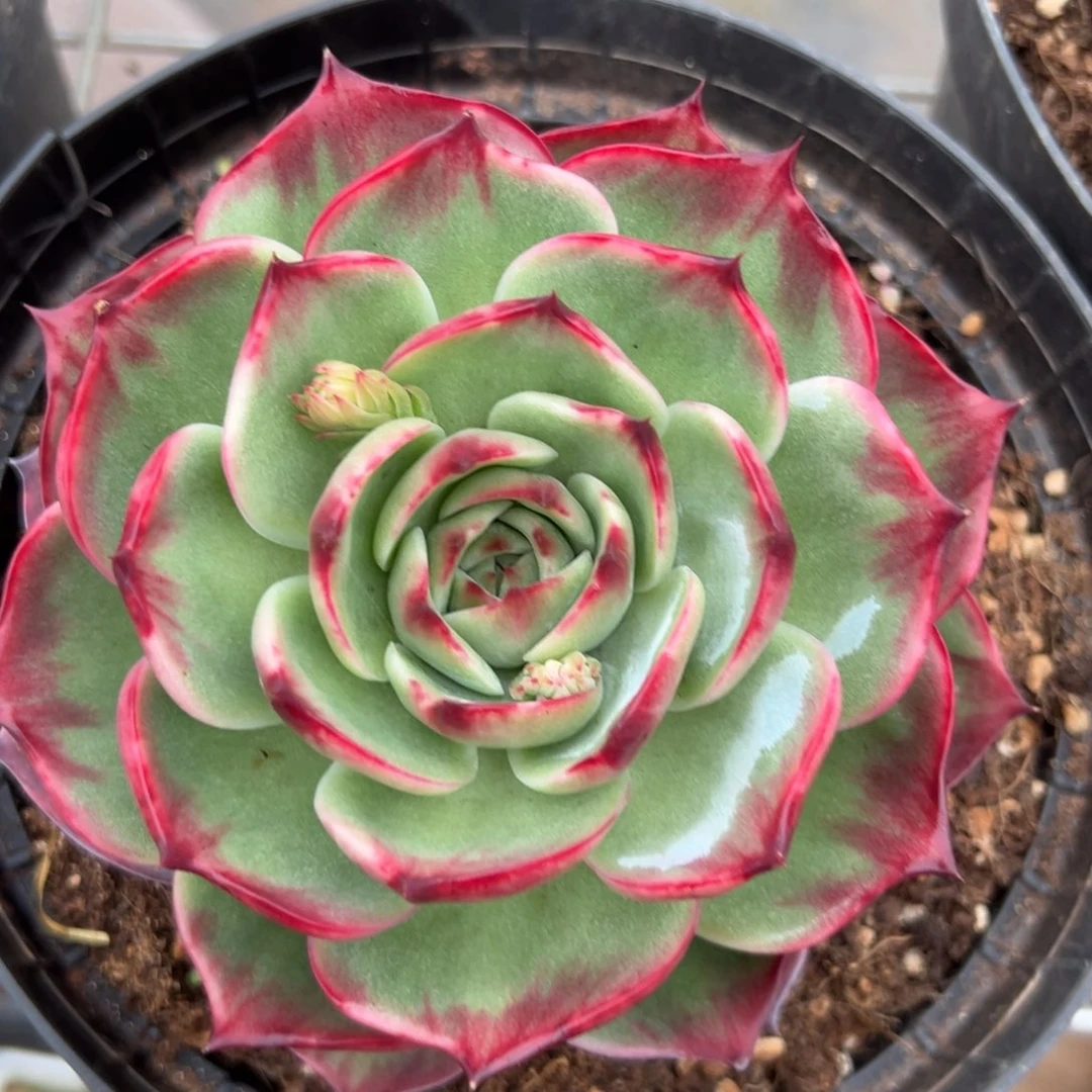 惊鸿仙子多肉植物