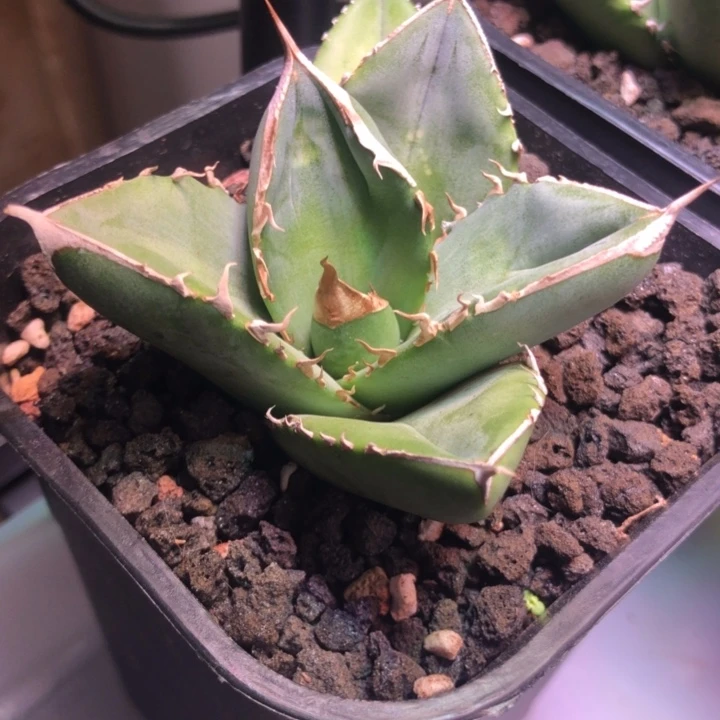 大白鲨仁王冠龙舌兰